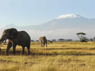обои Слоны у подножия горы фото