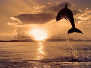 обои Высокий прыжок дельфина фото