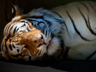 обои Тигр сладко спит фото