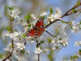 обои Бабочка на цветущей вишне фото