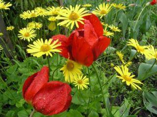 обои Тюльпаны в каплях и жёлтые цветки фото