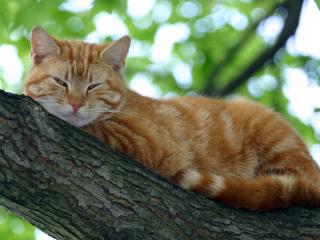 обои Рыжий кот на ветке дерева фото