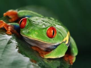 обои Зеленая красноглазая лягушка фото