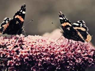 обои Две бабочки на красивом цветке фото