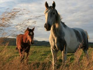обои Две разные лошади в поле фото