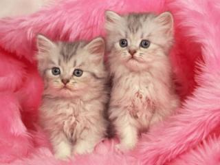 обои Два котёнка в розовом полотенце фото