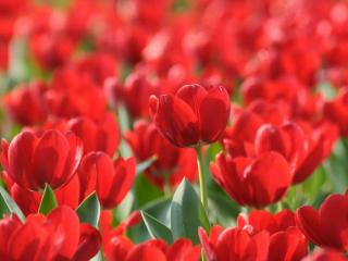 обои Красные,   красные тюльпаны фото