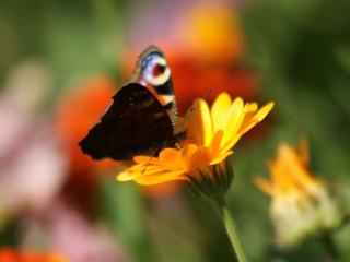 обои Бабочка и жёлтый цветок фото