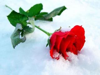 обои Ярко-красная роза на снегу фото