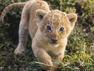 обои Маленький львенок гуляет по траве фото