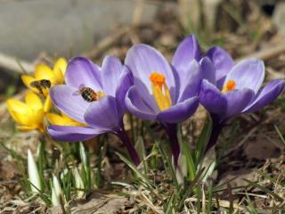 обои Весна - крокусы и пчёлы фото