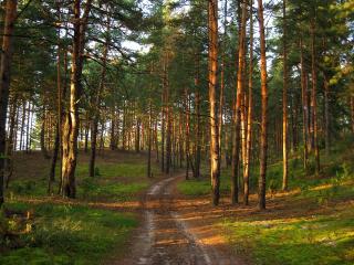 обои Дорога в майский сосновый лес фото