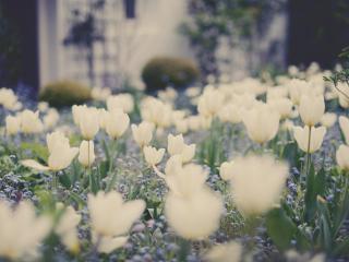 обои Незабудки и тюльпаны белыe фото
