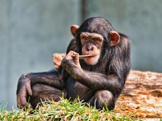 обои Шимпанзе с большими ушами фото