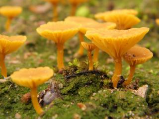 обои Поляна желтенькиx грибочков фото