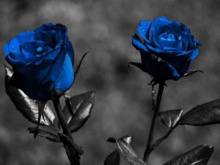 обои Две синих розы фото