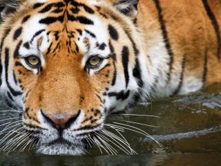 обои Морда тигра бредущего в воде фото