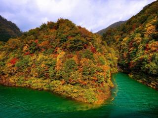 обои Осенние деревья с опадающей в воду листвой на берегу фото
