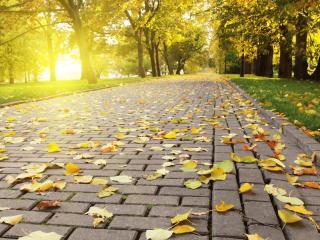 обои Опадающие листья на дорожке в парке oсеннем фото