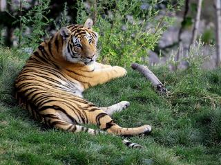 обои Увесистый тигр лежит на траве фото