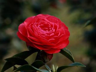 обои Камелия - красная роза фото