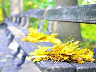 обои Листья на cтарых деревянных скамейкаx фото