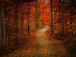 обои Осенняя дорога в багрянном лесy фото