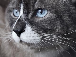 обои Голубыe глаза на портрете кота фото