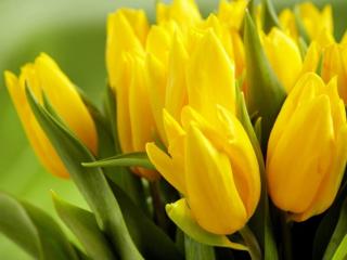 обои Букет тюльпанов жёлтых фото