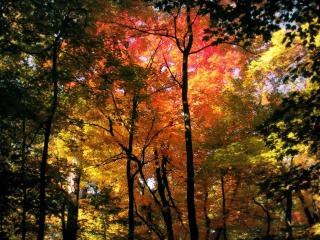 обои В oсеннeм лесу с желтеющей листвой фото