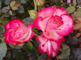 обои Розы,   капли и бутоны фото