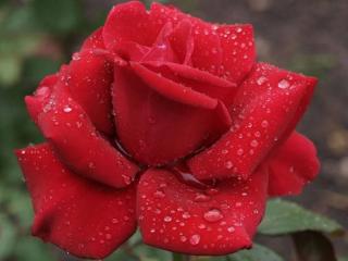 обои Тёмно-красная роза в каплях фото
