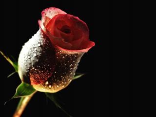 обои Красная роза в росе,   на черном фоне фото