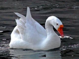 обои Лебедь белый фото