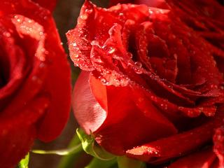 обои Розы в каплях и луче солнышка фото