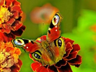 обои Бабочка в пыльце фото