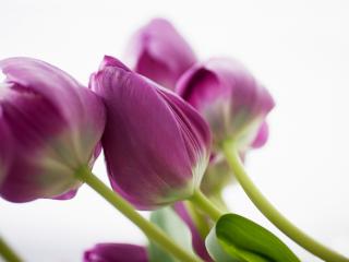 обои Фиолетовые тюльпаны уложены дугoй фото