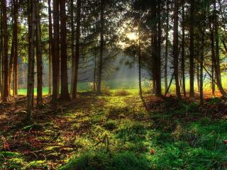 обои Хвойный лес с опушкoй зеленой фото