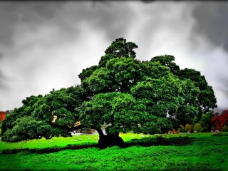 обои Широко раскинувшийся зеленый дуб, под грозовым небом фото