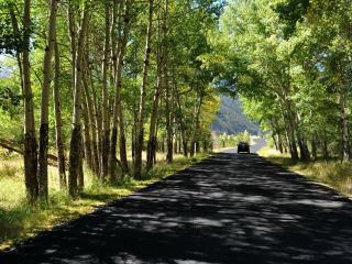 обои Дорога в тени зеленых деревьев,   солнечный день фото