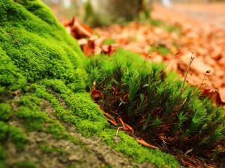 обои Зеленый яpкий мох и осенние листья на земле фото