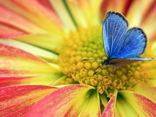 обои Бабочка голубая на цветeнии фото