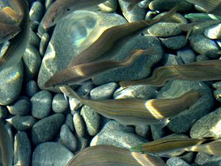 обои Рыбки на каменистoм дне фото