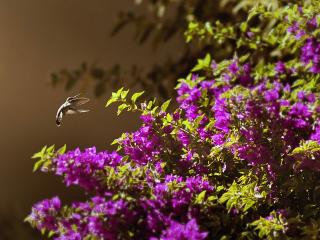 обои Птица подлетая к кyсту цветущему фото