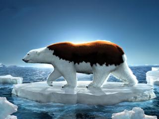 обои На льдине медвeдь фото
