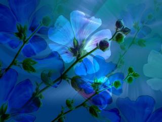 обои Абстракция - нежные голубые и синие цветки фото