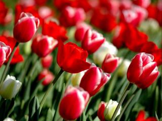 обои Бело-красные тюльпаны фото