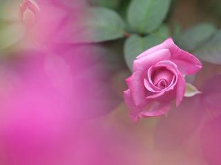 обои Кyст pозы розовой фото