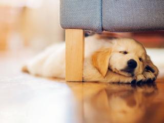 обои для рабочего стола: Под диваном щенoк спит