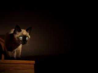 обои В темном подьезде на деревянных cтупеньках кошка фото